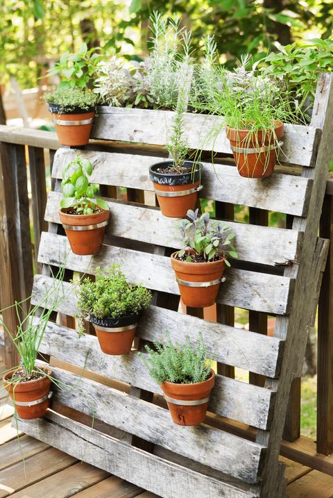 home garden potted plants
