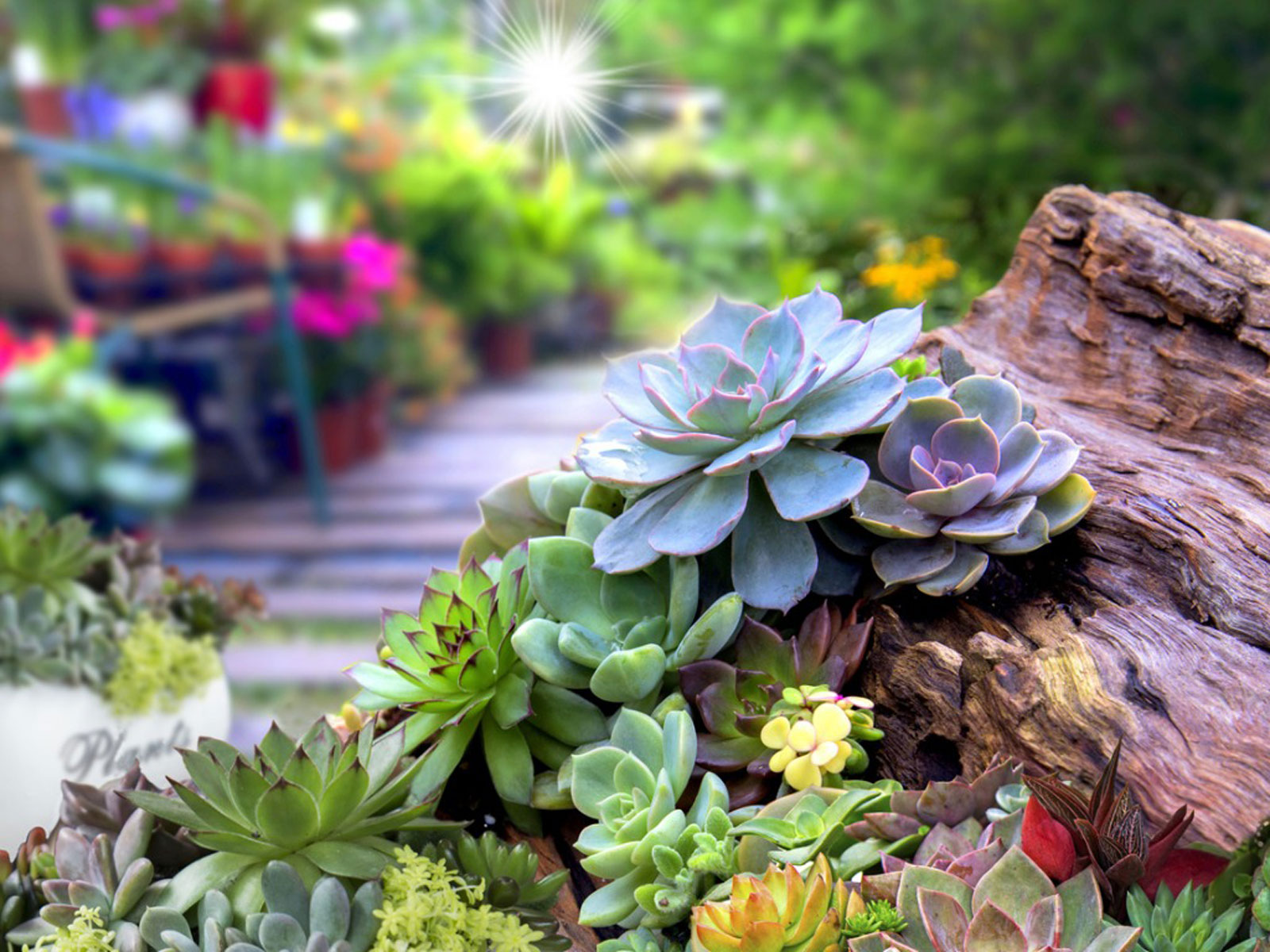 succulents garden design