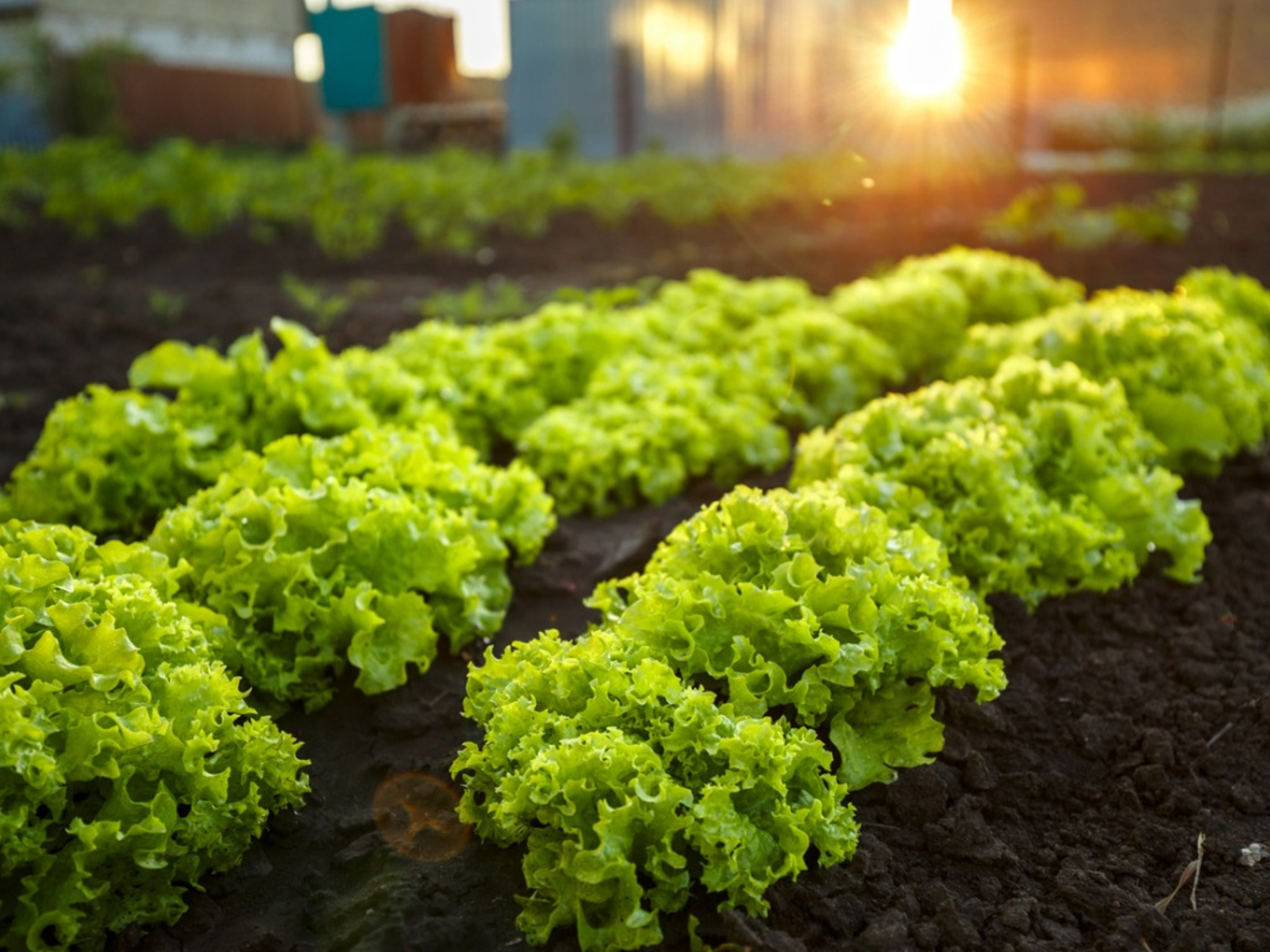 sun light for home garden