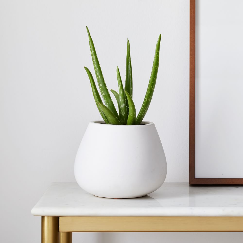 houseplants - aloe vera