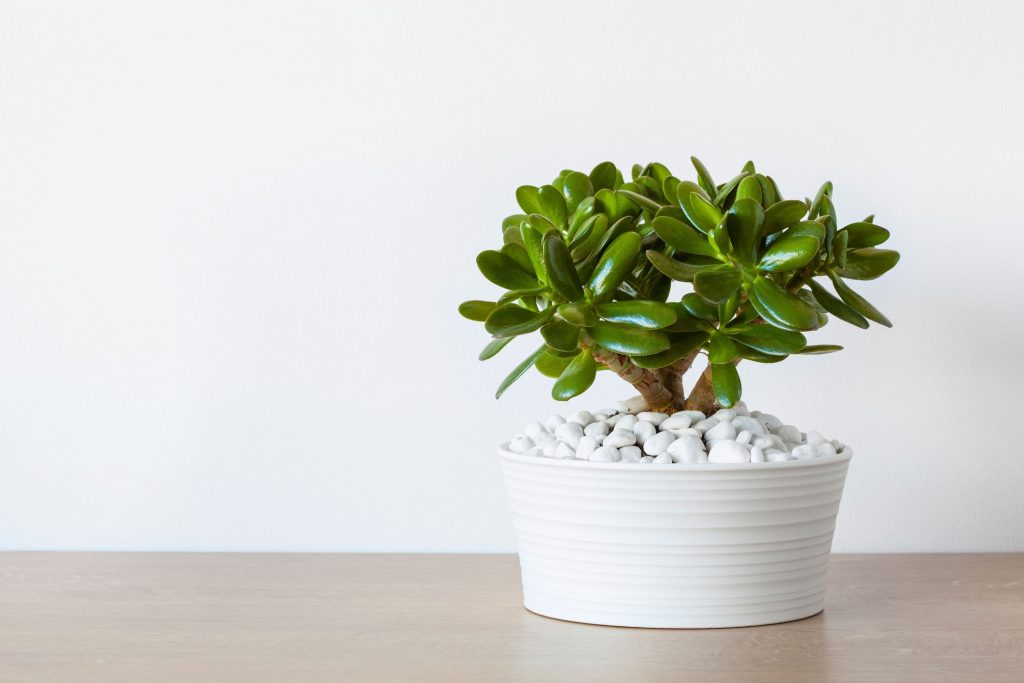 houseplants - jade plant