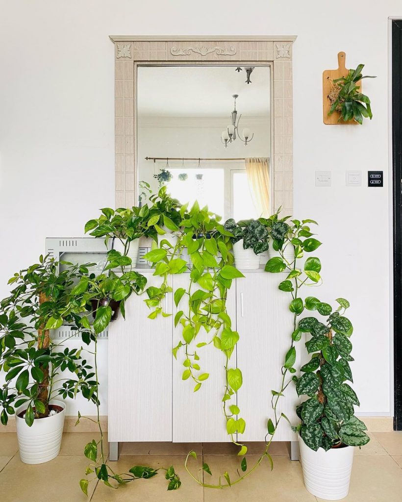 houseplants - pothos plant