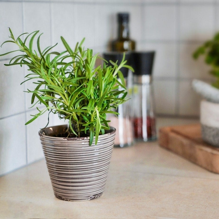 houseplants - rosemary