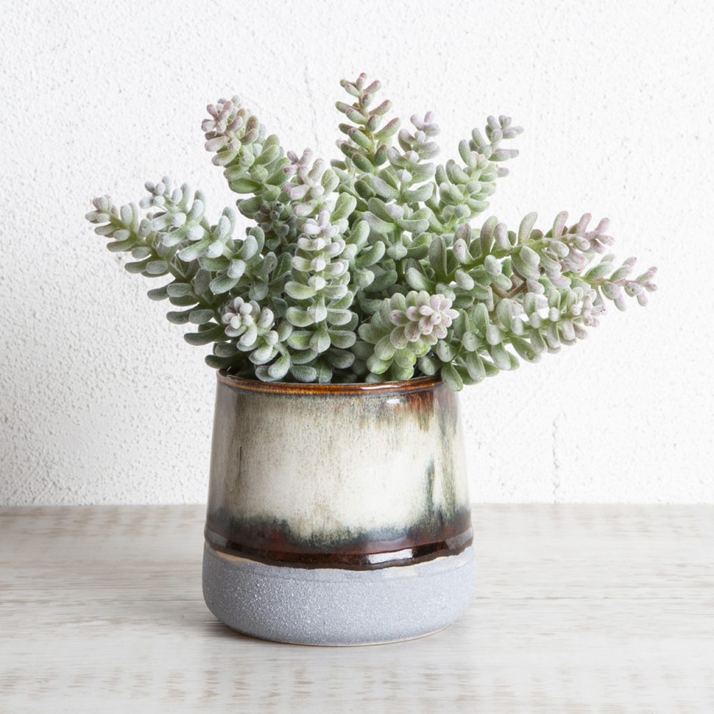 houseplants - succulents