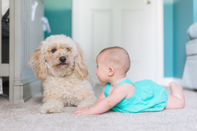 Wool-flooring-for-interiors